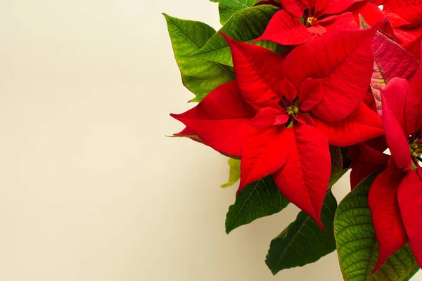 Цветок Рождественская Пуансеттия Естественном Фоне Концепция Счастливого Рождества Нового Года — стоковое фото