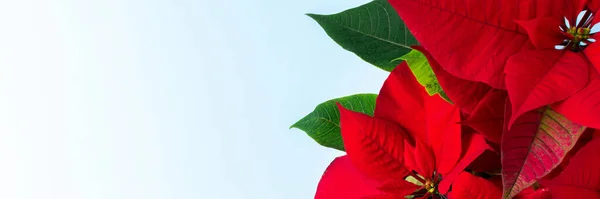 Красивое Рождество Poinsettia Цветок Крупным Планом Голубом Фоне Рождеством Христовым — стоковое фото