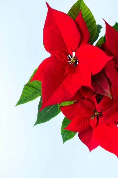 Bonito Natal Poinsettia Flor Closeup Fundo Azul Feliz Natal Feliz — Fotografia de Stock