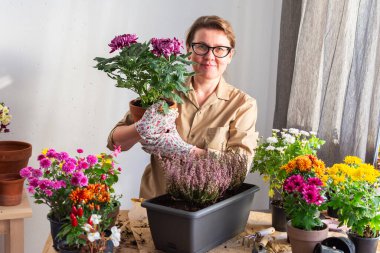 50 yaşında bir kadın sonbahar çiçeklerini naklediyor kasımpatı ve fundalıkları saksılara koyuyor ve kasımpatı ile bir kap tutuyor ve gülümsüyor, bir teras ya da çiçeklerle balkon süslüyor.