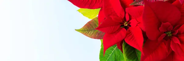 Красивое Рождество Poinsettia Цветок Крупным Планом Голубом Фоне Рождеством Христовым — стоковое фото