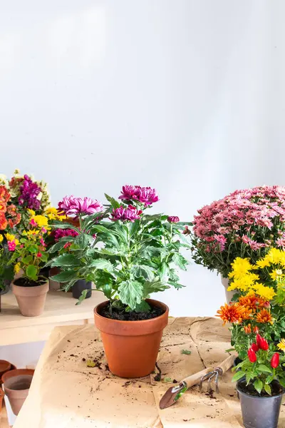 Planting fall flowers in pots for balcony or terrace, decorating your home with chrysanthemums and heather flowers