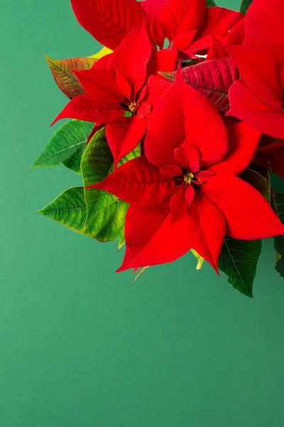 Schöne Weihnachts Weihnachtsstern Blume Nahaufnahme Auf Grünem Hintergrund Frohe Weihnachten — Stockfoto