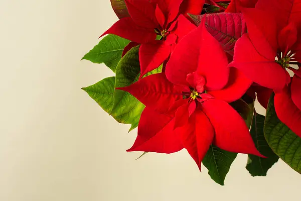 Piękne Boże Narodzenie Poinsettia Kwiat Zbliżenie Naturalnym Tle Wesołych Świąt — Zdjęcie stockowe