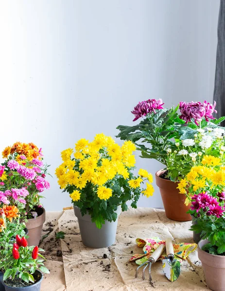 Planting fall flowers in pots for balcony or terrace, decorating your home with chrysanthemums and heather flowers