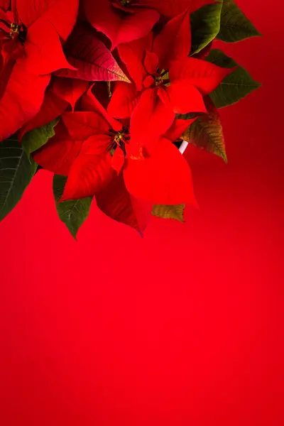 Bonito Natal Poinsettia Flor Closeup Fundo Vermelho Feliz Natal Feliz — Fotografia de Stock