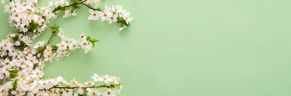 Святковий Банер Весняними Квітами Квітучі Вишневі Гілки Світло Зеленому Пастельному Ліцензійні Стокові Зображення