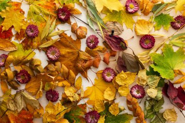 Sonbahar zamanı, çeşitli yaprakların ve kasımpatı çiçeklerinin arka planı, sonbahar hasadı