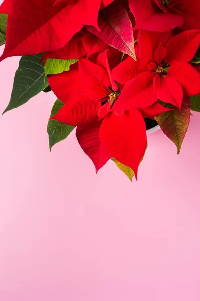 Schöne Weihnachts Weihnachtsstern Blume Nahaufnahme Auf Rosa Hintergrund Frohe Weihnachten — Stockfoto