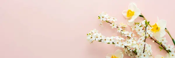 Festive banner with spring flowers, white daffodils and flowering cherry branches on a light pink pastel background