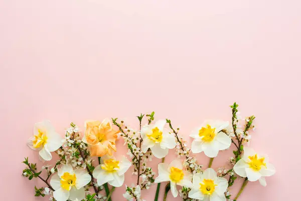 Festive background with spring flowers, white daffodils and flowering cherry branches on a light pink pastel background