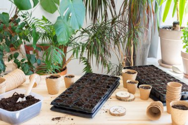 Bahçedeki bahar işleri için hazırlık, evdeki fidelerin üzerine domates tohumu ekme, turba ekili ahşap masa ve tohumlar için plastik kaplar, domates tohumları.