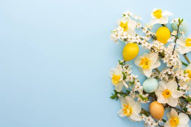 Bahar çiçekleri, Paskalya yumurtaları, beyaz nergisler ve mavi pastel arka planda kiraz çiçekleri olan şenlikli bir arka plan.