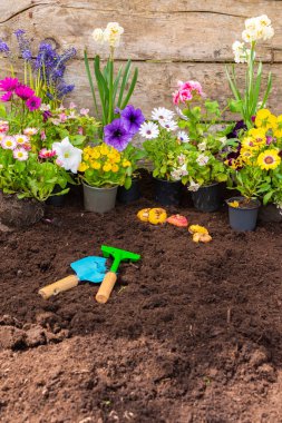 Bir çaydanlıktan toprağa bahar çiçekleri nakletmek, Geranium ve Viola, Mimulus ve Petunia, Narcissus, Osteospermum, ev işleri ve hobiler, çiçeklerle bahar bahçesi dekorasyonu
