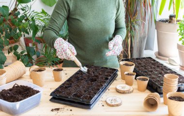 Bahçede bahar çalışmalarına hazırlanan, evdeki tohumların üzerine domates tohumu eken kadın, turba ekili ahşap masa ve tohumlar için plastik kaplar, domates tohumları.