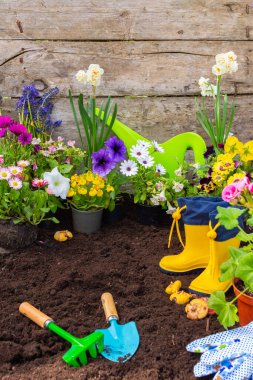 Bir çaydanlıktan toprağa bahar çiçekleri nakletmek, Geranium ve Viola, Mimulus ve Petunia, Narcissus, Osteospermum, ev işleri ve hobiler, çiçeklerle bahar bahçesi dekorasyonu