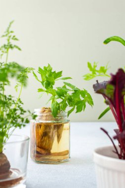 Organik atıklar, filizlenen havuçlar ve pancar, soğan ve kereviz ve sarımsak, kullanışlı ve lezzetli sebze taşımacılığı.