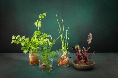 Organik atıklar, evde filizlenen havuçlar ve pancarlar, soğan ve kereviz ve sarımsak, yeşil arka planda sağlıklı ve lezzetli sebzeler.