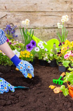 Bahar çiçeklerini bir çömlekten toprağa nakletmek, erkek bahçıvanın yere gladyatör ampulleri dikmesi, bahçe işleri ve hobiler, çiçeklerle bahar bahçesi dekorasyonu.