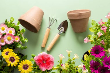 Ev balkonunun bahar dekorasyonu ya da çiçekli teras, yeşil arka planda Osteospermum ve Mimulus ve Petunya, ev bahçeleri ve hobiler, biyofilik tasarım