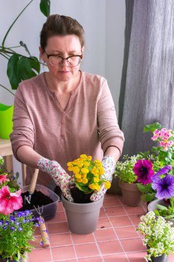 Bir ev balkonunun bahar dekorasyonu ya da çiçekli teras, saksılara çiçek eken kadın, pembe fayansların arka planında çiçekler, ev bahçeleri ve hobiler.
