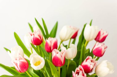 Güzel bahar buketi pembe ve beyaz laleler yakın, doğum günü veya 8 Mart veya anneler günü konsepti