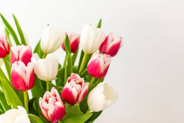 Güzel bahar buketi pembe ve beyaz laleler yakın, doğum günü veya 8 Mart veya anneler günü konsepti