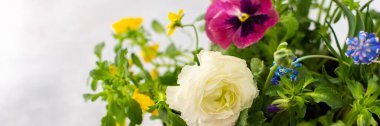 Bahar ve yaz çiçekleriyle dolu bayrak Ranunculus ve Muscari, Petunias ve Pansies gri arka planda, üst manzara, çiçeklerle süslenmiş ev dekorasyonu