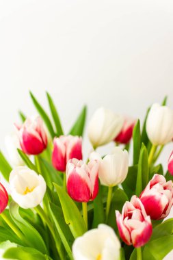 Güzel bahar buketi pembe ve beyaz laleler yakın, doğum günü veya 8 Mart veya anneler günü konsepti