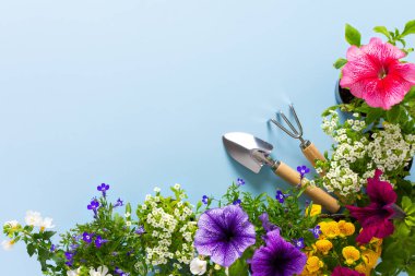 Mavi arka planda bir balkon ya da çiçekli teras, Lobelia ve Alyssum, Bacopa ve Petunia, ev bahçesi ve hobileri