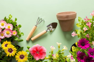 Ev balkonunun bahar dekorasyonu ya da çiçekli teras, yeşil arka planda Osteospermum ve Mimulus ve Petunya, ev bahçeleri ve hobiler, biyofilik tasarım