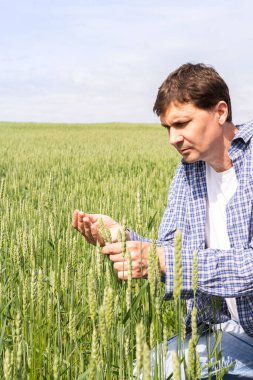 Erkek bir çiftçi, güneşli bir yaz gününde ekilen buğdayın kalitesini, yaz tarlalarını, buğdaylı tarlayı kontrol eder.