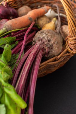 Bahçeden hasat yapılan sepet, yapraklı pancar ve havuç, soğan ve patates.