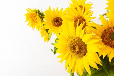 Yaz kırsal buketi beyaz arka planda, parlak, sulu, dekoratif ayçiçekleriyle kaplıdır.