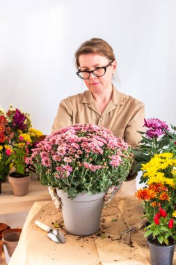 50 yaşında bir kadın, güz kasımpatı çiçeklerini çömleklere naklediyor, terası ya da balkonu çiçeklerle süslüyor.