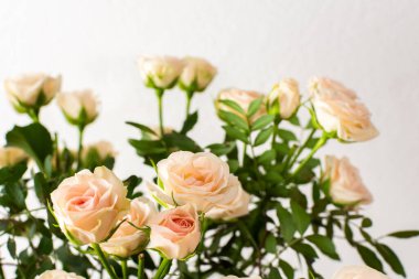 Yakından bir buket narin krema gülleri, çiçeklerle süslenmiş ev dekorasyonu, doğum günü ya da düğün için bir buket gül.