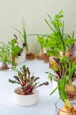 Organik atıklar, filizlenen havuçlar ve pancar, soğan ve kereviz ve sarımsak, kullanışlı ve lezzetli sebze taşımacılığı.