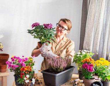 50 yaşında bir kadın sonbahar çiçeklerini naklediyor kasımpatı ve fundalıkları saksılara koyuyor ve kasımpatı ile bir kap tutuyor ve gülümsüyor, bir teras ya da çiçeklerle balkon süslüyor.