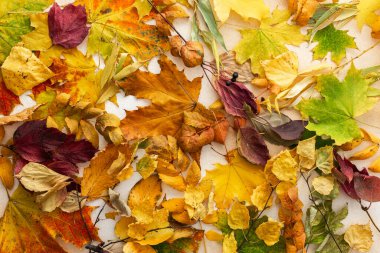 Sonbahar zamanı, çeşitli dökülen yaprakların arka planı