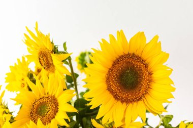 Yaz kırsal buketi beyaz arka planda, parlak, sulu, dekoratif ayçiçekleriyle kaplıdır.