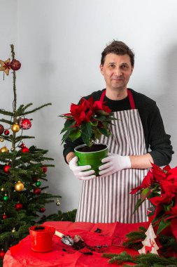 A man at home near a festively decorated Christmas tree transplants Poinsettia flowers into a new pot clipart