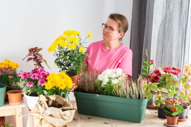 51 yaşında bir kadın güz çiçeği naklediyor kasımpatı ve fundaları çömleklere yerleştiriyor ve elinde kasımpatı dolu bir demlik tutuyor gülümsüyor, terası ya da balkonu çiçeklerle süslüyor.