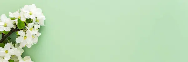 Bahar arkaplanı, çiçek açan elma ağacı dalları yeşil arka planda, kopyalama alanı, afiş