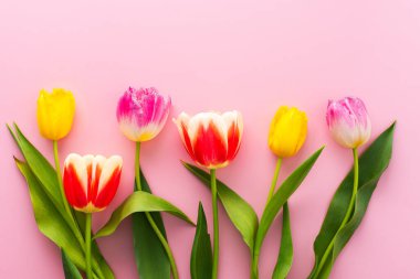 Bahar arkaplanı, pembe arka planda çok renkli laleler, boşluğu kopyala