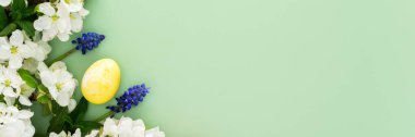 Bahar Paskalya arkaplanı, çok renkli Paskalya yumurtaları ve çiçek açan elma dalları ve nane yaprakları ve yeşil arka planda Muscari çiçekleri, kopyalama alanı, afiş