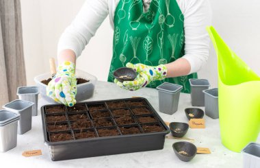 Bir kadın bahçıvan plastik kaplara domates ve biber tohumları ekiyor. Bahçe işleri için hazırlık yapıyorlar.