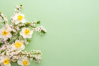 Bahar çiçekleriyle, beyaz nergislerle ve açık yeşil pastel arka planda çiçek açan kiraz dallarıyla şenlikli bir arka plan.