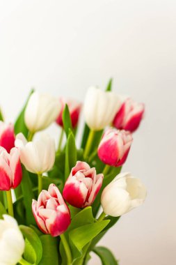 Güzel bahar buketi pembe ve beyaz laleler yakın, doğum günü veya 8 Mart veya anneler günü konsepti