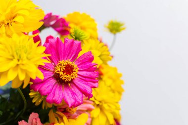 Evinizi canlı bir yaz buketi olan Zinnia ve Rudbeckia Goldquelle ile zenginleştirin.