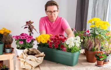 50 yaşında bir kadın sonbahar kasımpatılarını çömleklere naklediyor, evi dekore etmek teras ya da balkonda canlı mevsimlik çiçeklerle süslüyor.